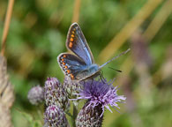 Common Blue
Click on image to enlarge