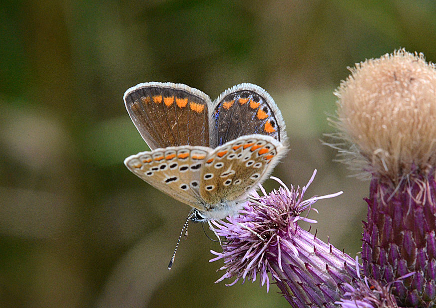 Common Blue
Click for next photo