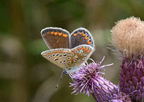 Common Blue
Click on image to enlarge