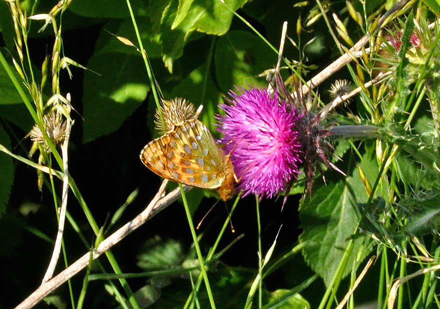 Photograph of a Dark-green Fritillary
Click for the next photo