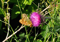 Dark-green Fritillary
Click on the image to enlarge