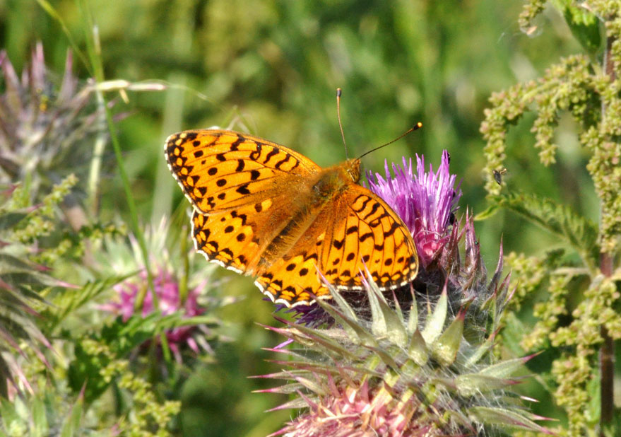 Photograph of a Dark-green Fritillary
Click for the next photo