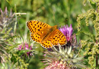 Small photograph of a Dark Green Fritillary
Click on the image to enlarge