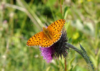 Dark-green Fritillary
Click on the image to enlarge