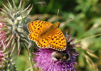 Dark-green Fritillary
Click on the image to enlarge