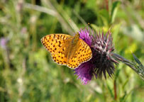 Dark-green Fritillary
Click on the image to enlarge