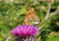 Small photograph of a Dark Green Fritillary
Click on the image to enlarge