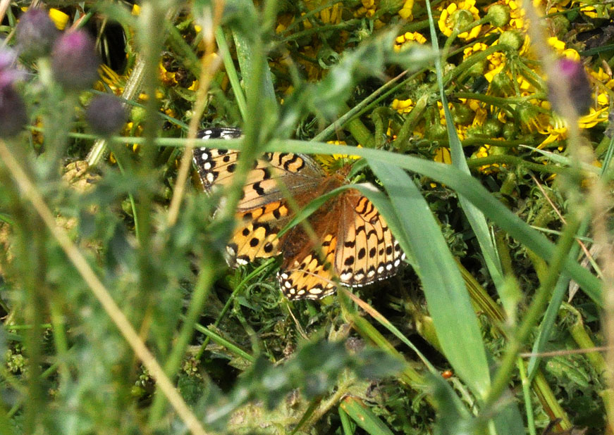 Photograph of a Dark-green Fritillary
Click for the next species