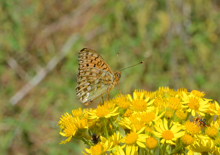 Photograph of a Dark-green Fritillary
Click for the next species