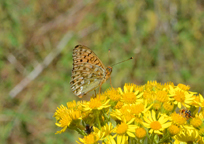 Dark-green Fritillary
Click on the image to enlarge