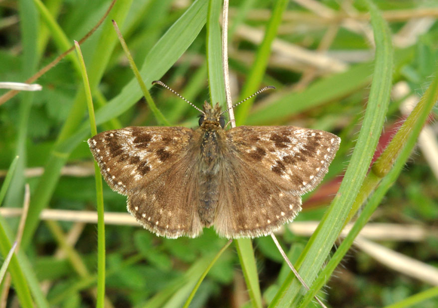 Photograph of a Dingy Skipper
Click for the next photo
