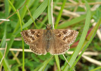 Small image of a Dingy Skipper butterfly
Click to enlarge