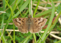 Small photograph of a Dingy Skipper
Click on the image to enlarge