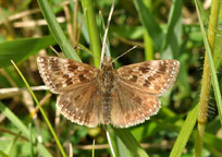 Small photograph of a Dingy Skipper
Click on the image to enlarge