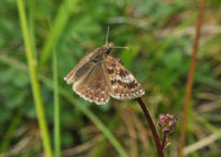 Small photograph of a Dingy Skipper
Click on the image to enlarge