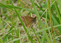 Dingy Skipper
Click on the image to enlarge