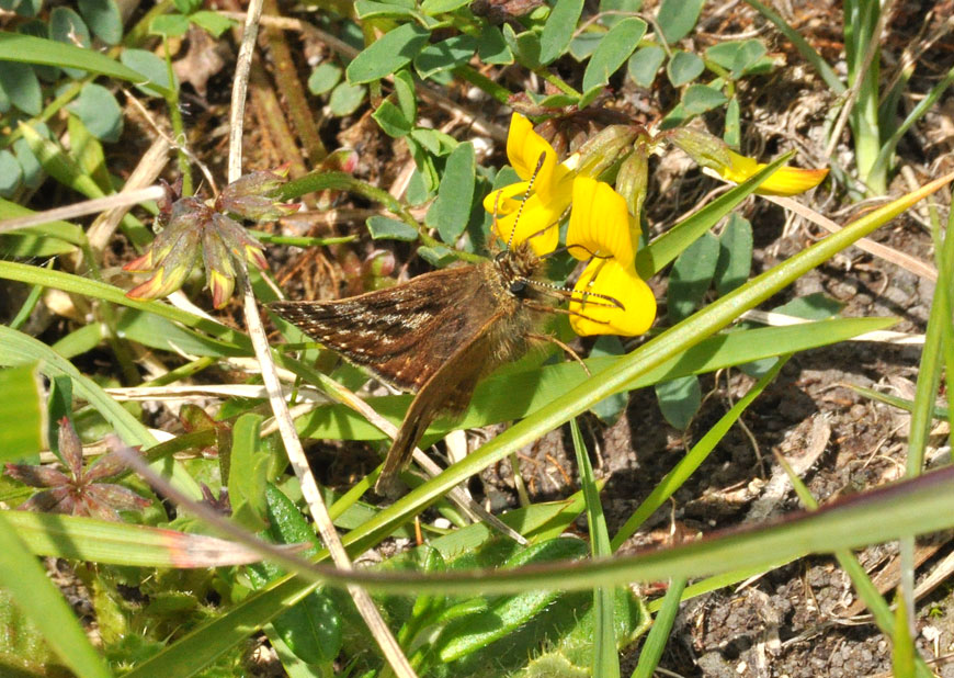 Photograph of a Dingy Skipper
Click for the next species