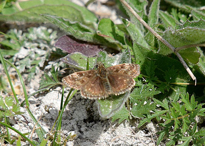 Dingy Skipper 
Click for next photo