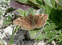 Dingy Skipper
Click on image to enlarge