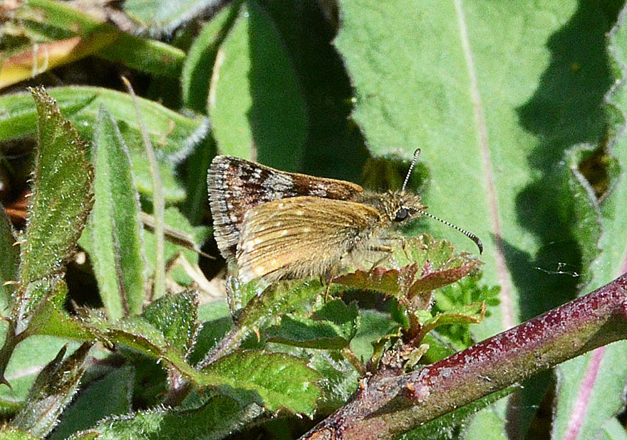 Dingy Skipper 
Click for next photo