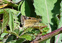 Dingy Skipper
Click on image to enlarge