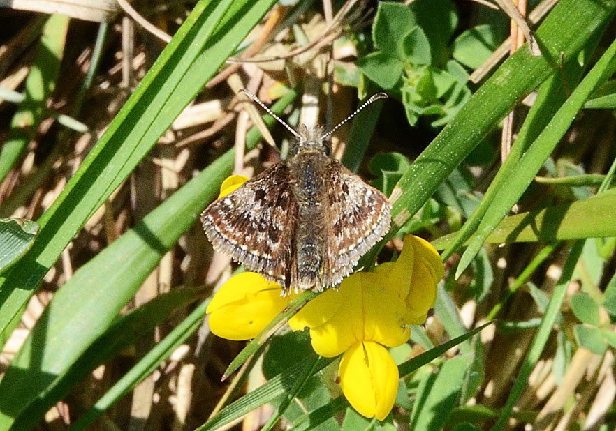 Dingy Skipper 
Click for next photo