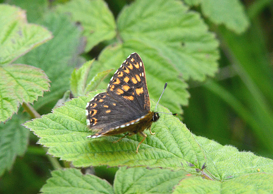 Duke of Burgundy
Click for next photo