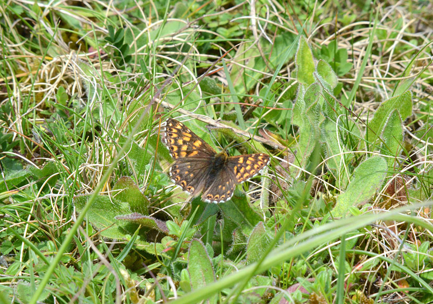 Duke of Burgundy
Click for next photo