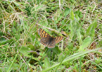 Duke of Burgundy
Click on this image to enlarge