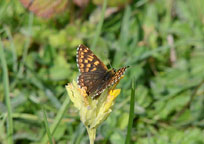 Duke of Burgundy
Click on this image to enlarge