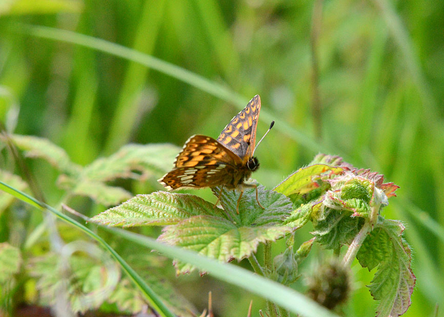 Duke of Burgundy
Click for next photo