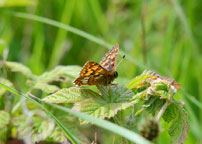 Duke of Burgundy
Click on this image to enlarge