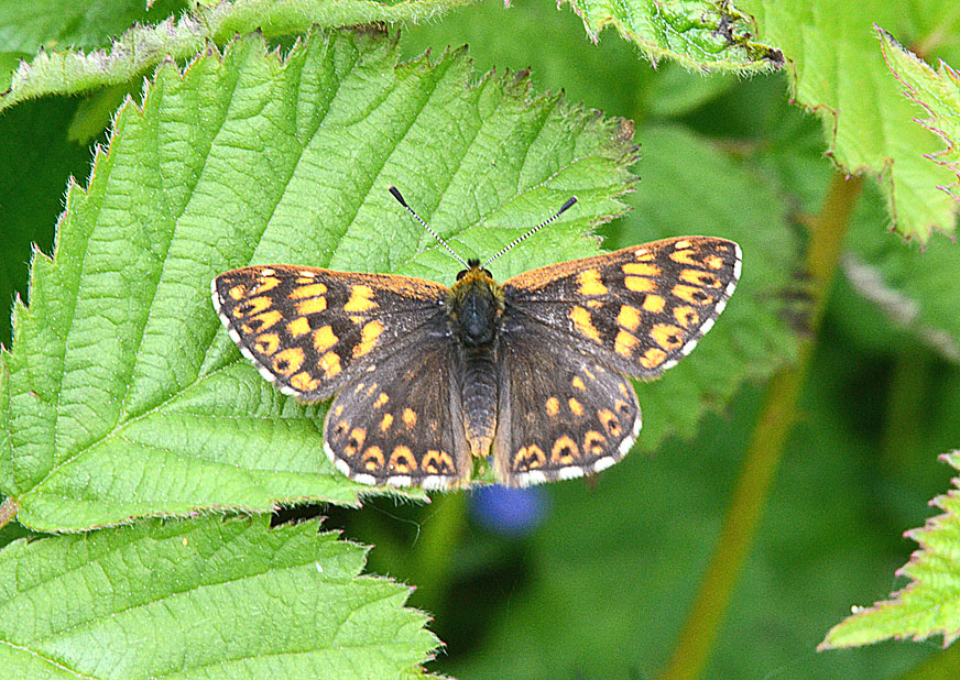 Duke of Burgundy
Click for next photo