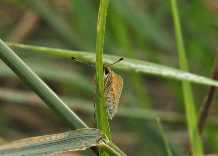 Essex Skipper
Click for the next photo