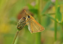 Small photograph of an Essex Skipper
Click on the image to enlarge
