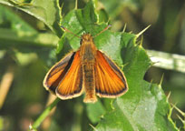 Small image of a Essex Skipper butterfly
Click to enlarge