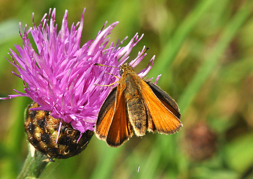 Essex Skipper
Click for the next photo