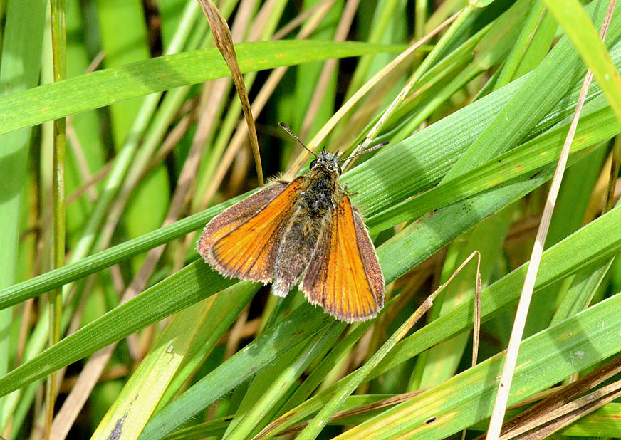 Essex Skipper
Click for the next species