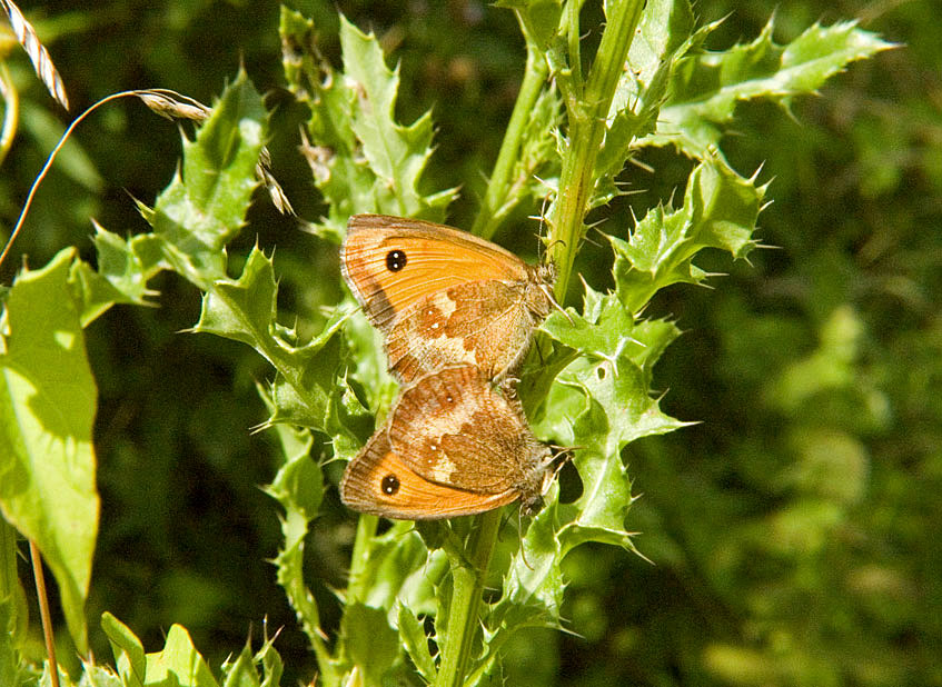 Photograph of a Gatekeeper
Click for the next photo