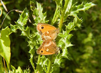 Photograph of a Gatekeeper
Click to enlarge