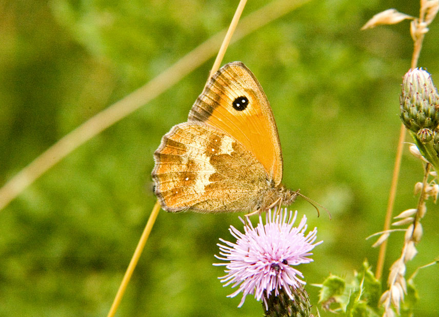 Photograph of a Gatekeeper
Click for the next photo