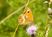 Photograph of a Gatekeeper
Click to enlarge