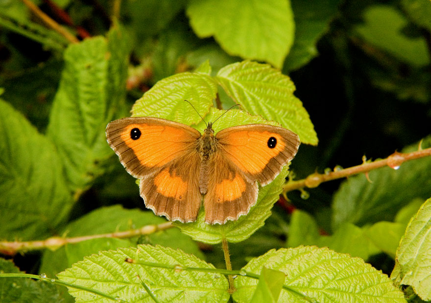 Photograph of a Gatekeeper
Click for the next photo