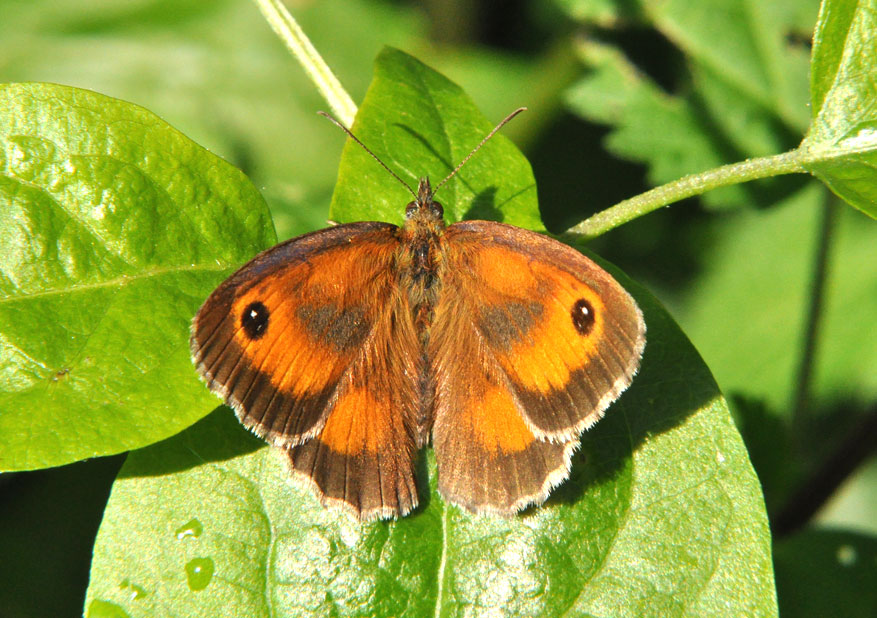 Photograph of a Gatekeeper
Click for the next photo