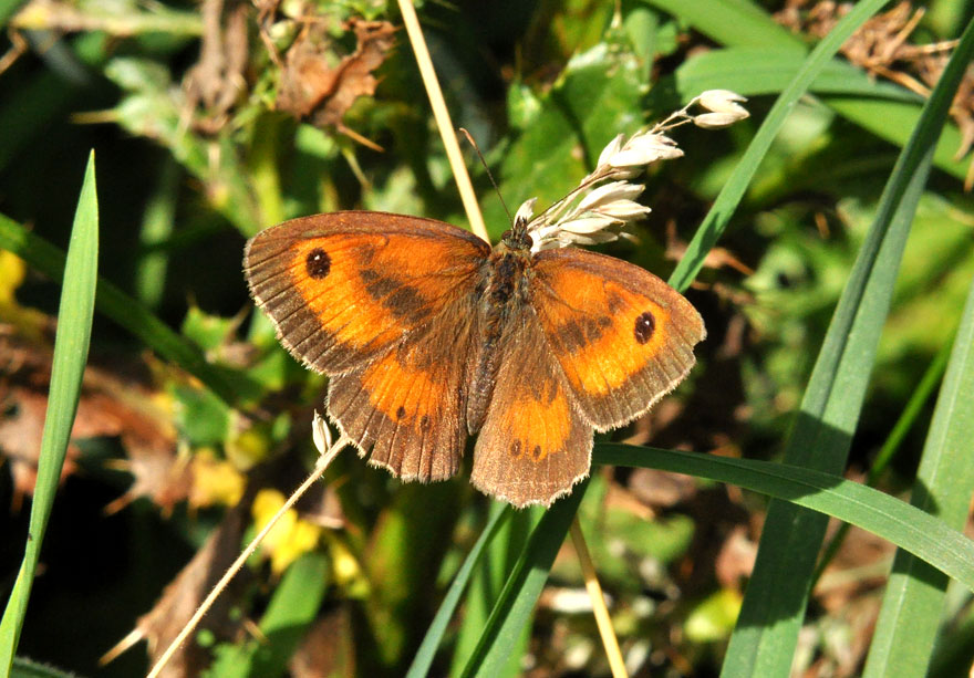 Photograph of a Gatekeeper
Click for the next species