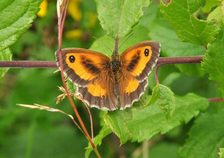 Photograph of a Gatekeeper
Click for the next photo