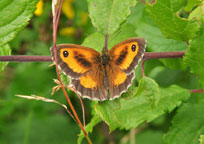 Photograph of a Gatekeeper
Click to enlarge