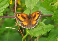Small photograph of a Gatekeeper
Click on the image to enlarge