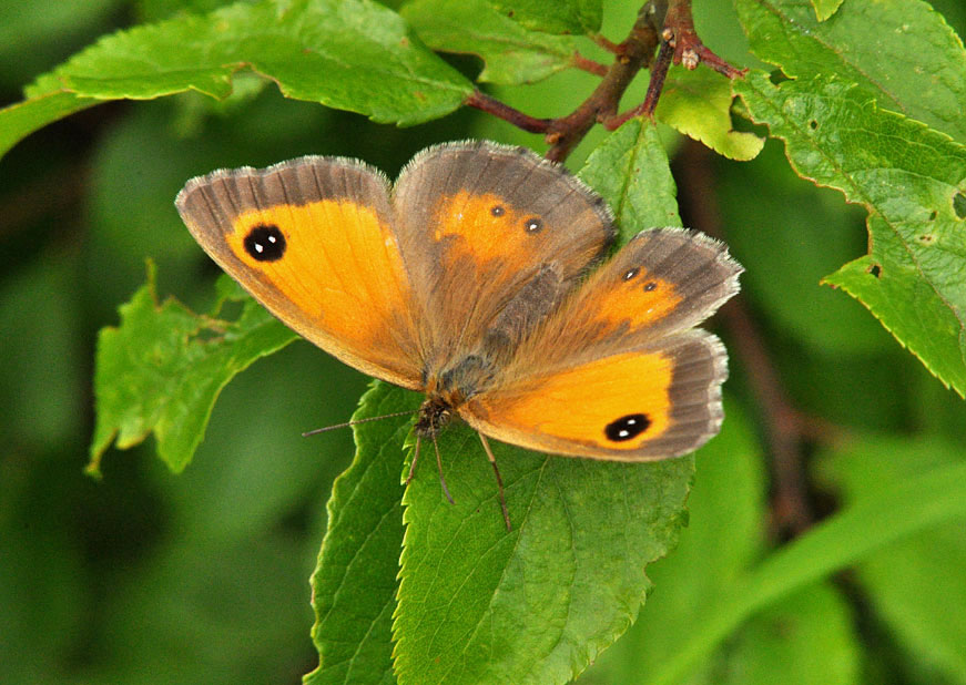 Photograph of a Gatekeeper
Click for the next photo