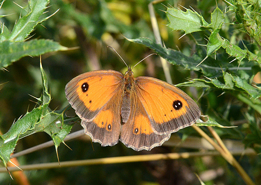 Gatekeeper
Click for next photo